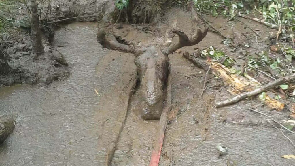 muddy-moose