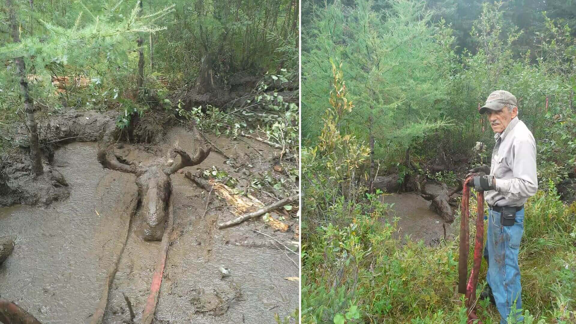 moose-stuck-in-mud