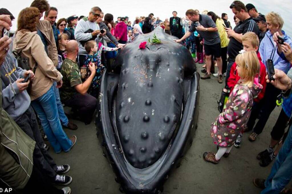 Whale-Funeral-in-Canada
