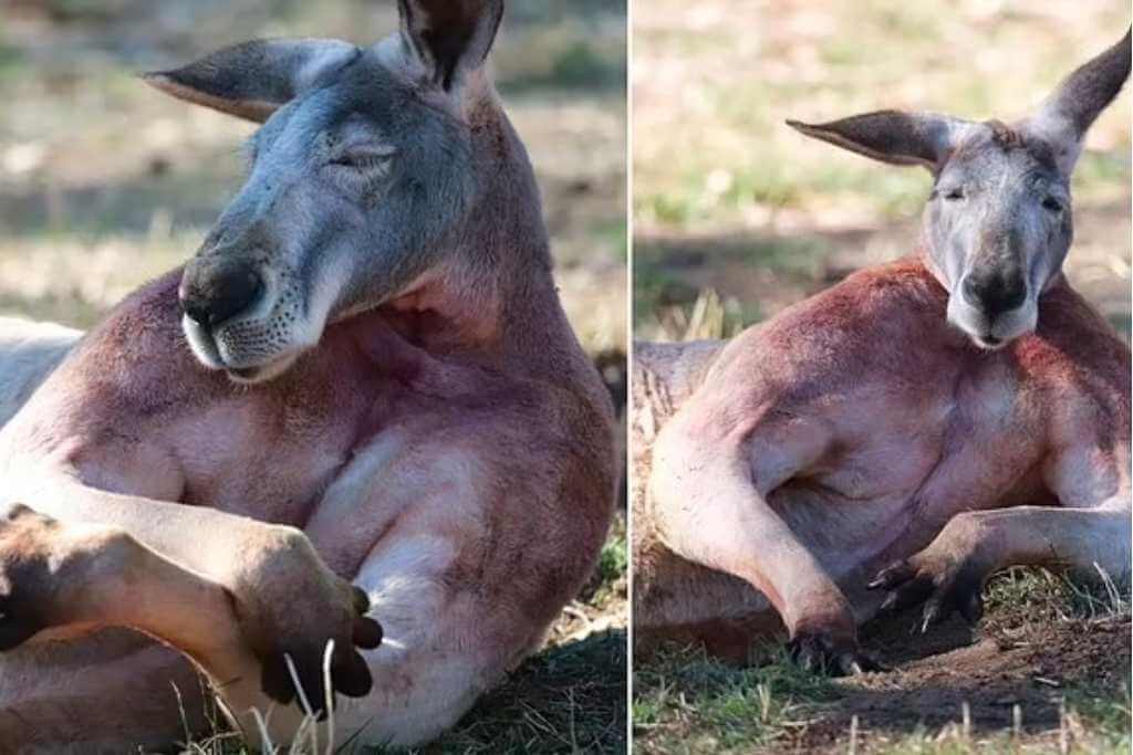 male-kangaroo-Muscular