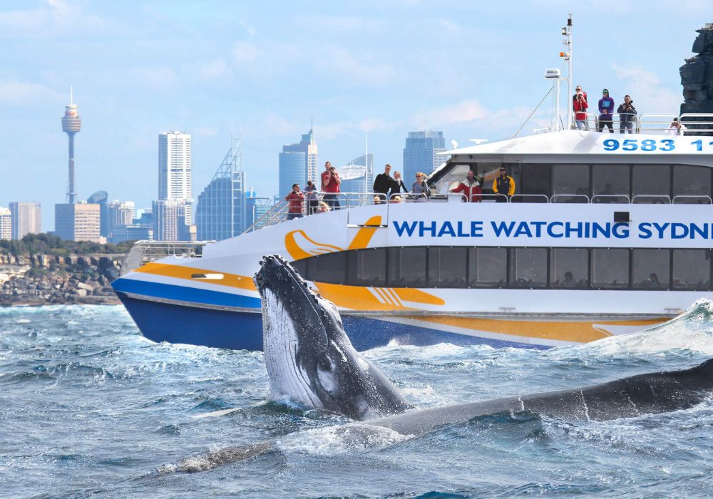 Whale-Watching-In-Sydney