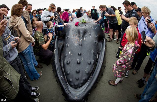 Whale-funeral-Canada-beach