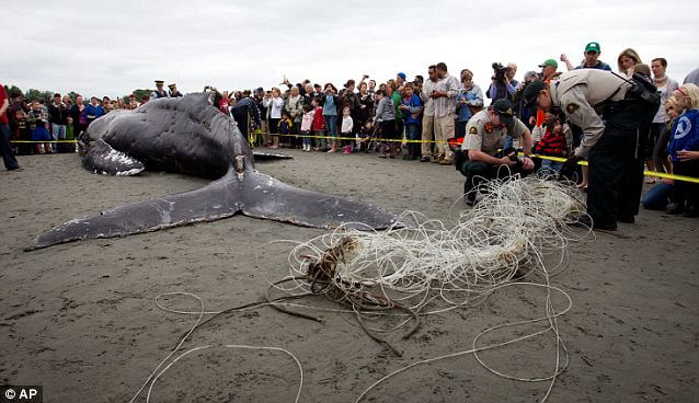 Whale-funeral-Canada-beach