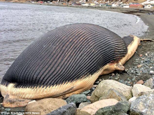  whale-explode-Newfoundland