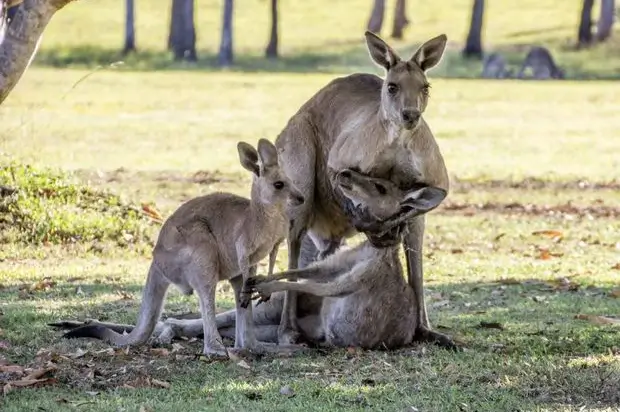 Male-Kangaroos