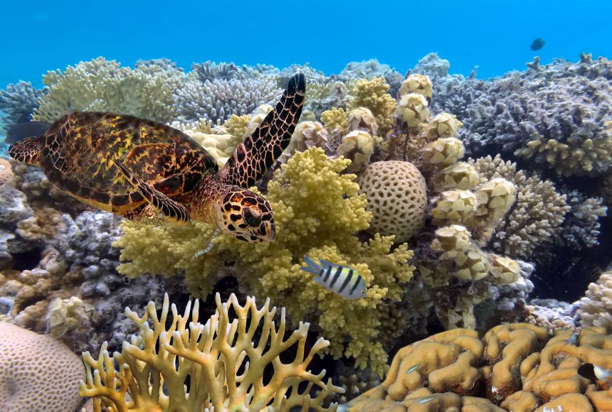 great-barrier-reef-great-place-2022