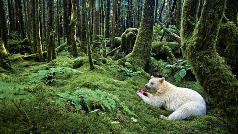 Bear-Rainforest-canada