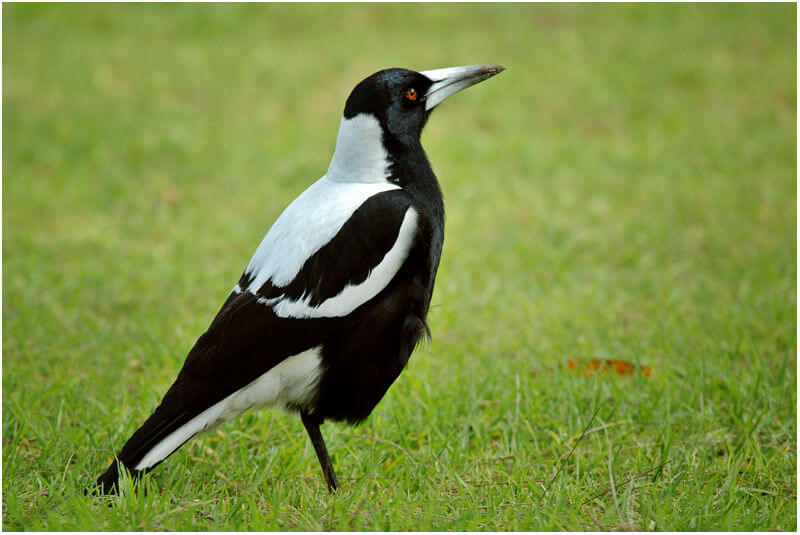 Australian-Magpie