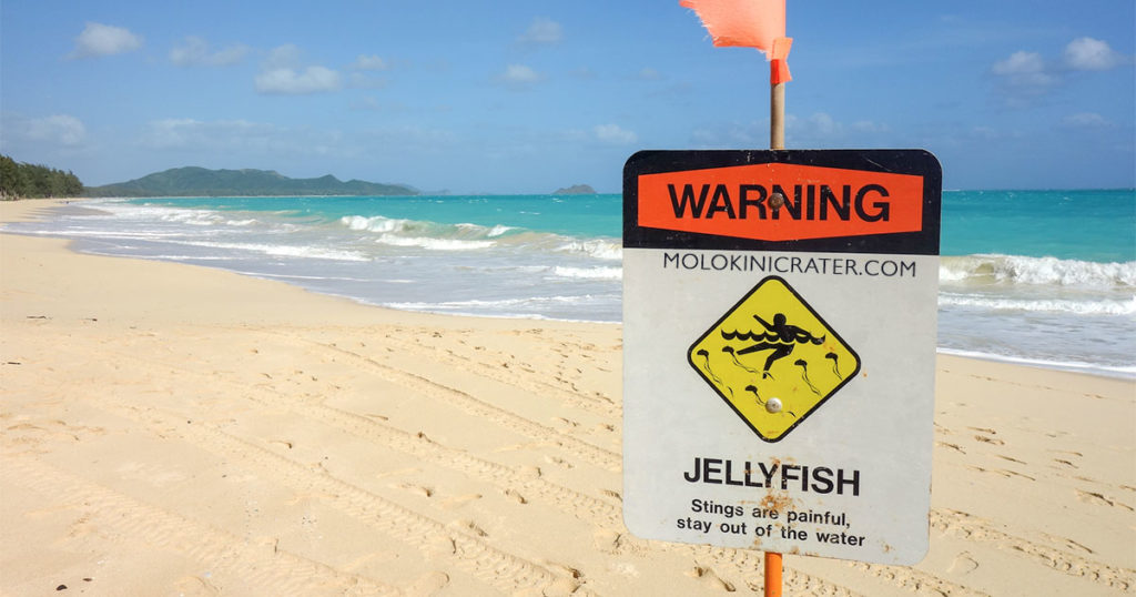 hawaii-danger-jellyfish-sign