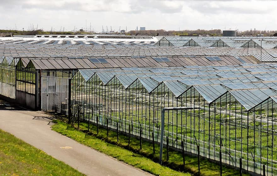 Dutch-Greenhouses