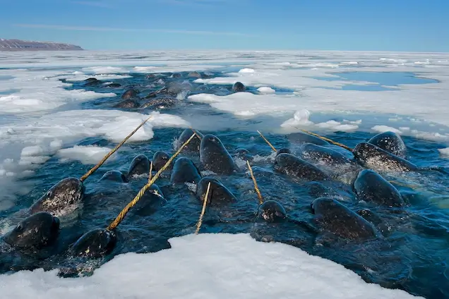 Narwhals-canada