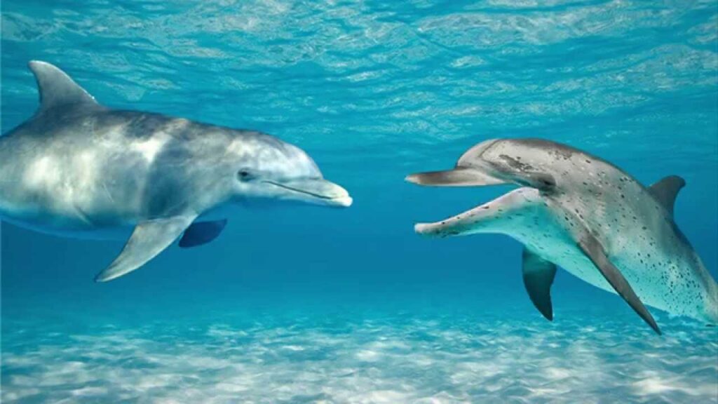dolphin-talking