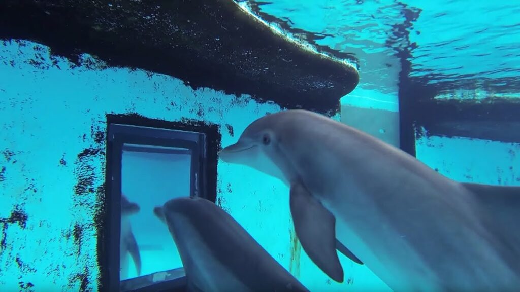 Dolphins-Self-Recognition