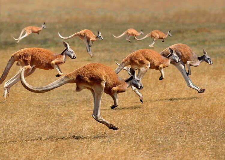 Male-Kangaroos-Hopping