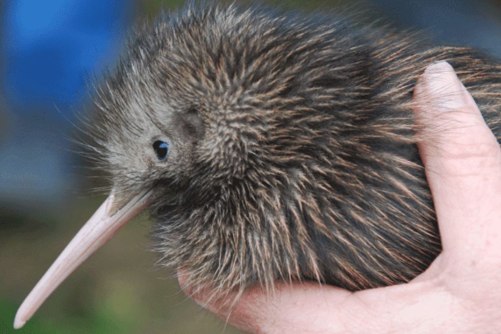 kiwi-bird-new-zealand