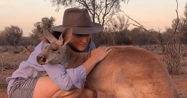 cute-australian-kangaroo