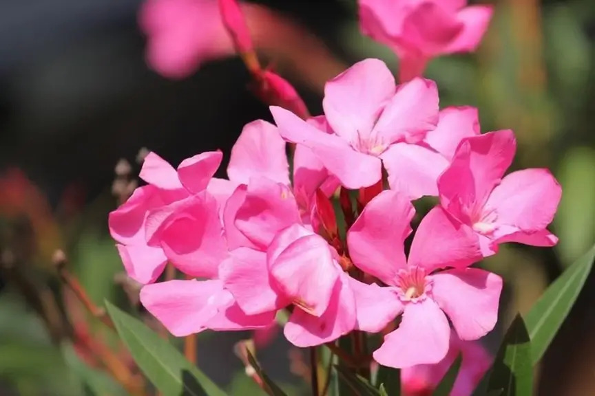Pink-Oleander 
