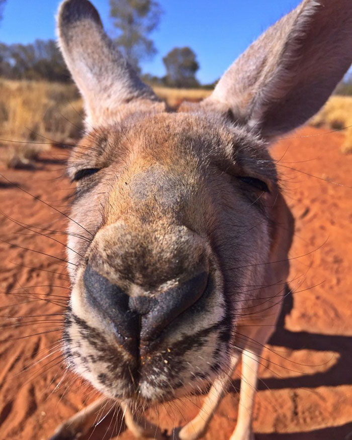 kangaroo-abigail-australia
