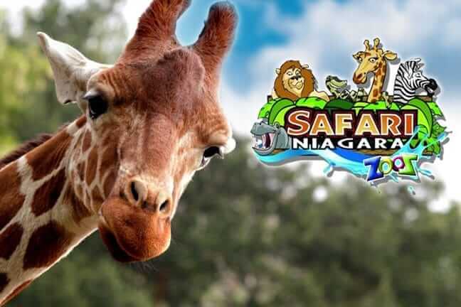 Safari-Niagara