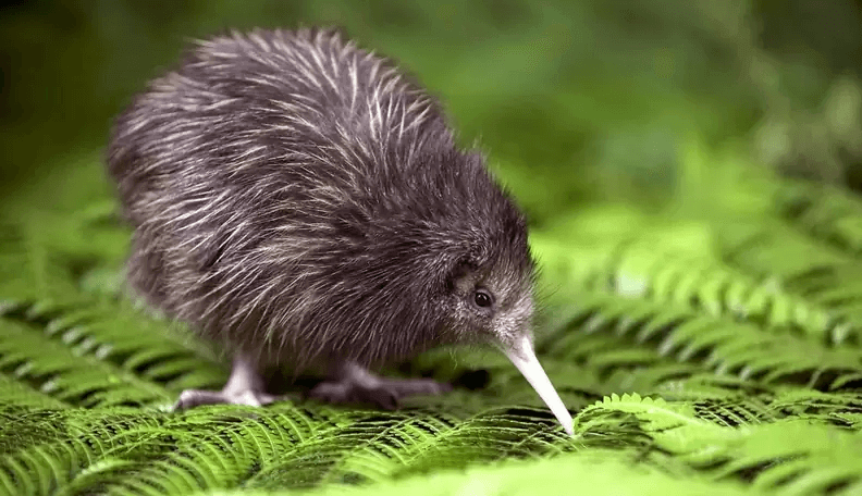 kiwi-bird-new-zealand