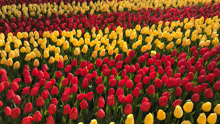 Netherlands-Flowers-tulip