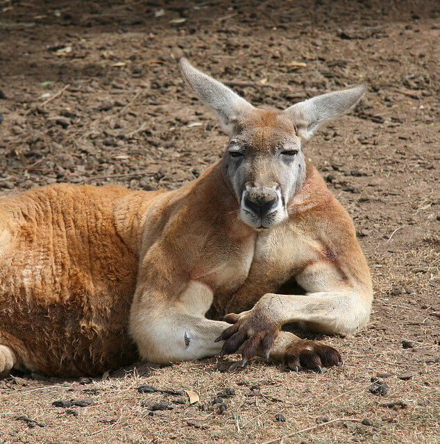 Male-Kangaroos