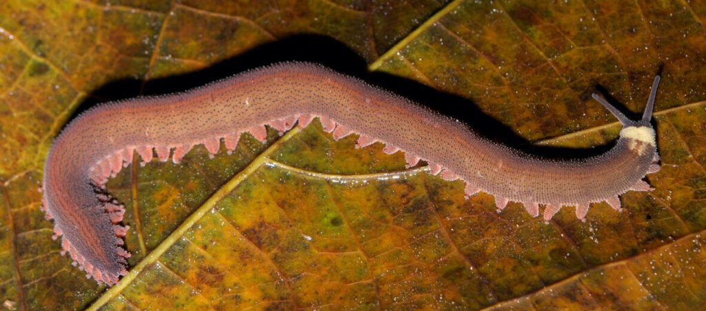 Velvet-Worms-living-fossil-australia