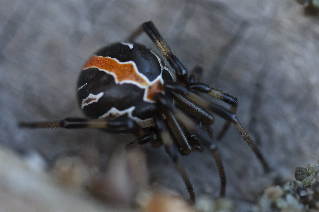 Katipo-Spider-most-dangerous-animal-new-zealand