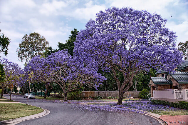 Melbourne-jacaranda-tree