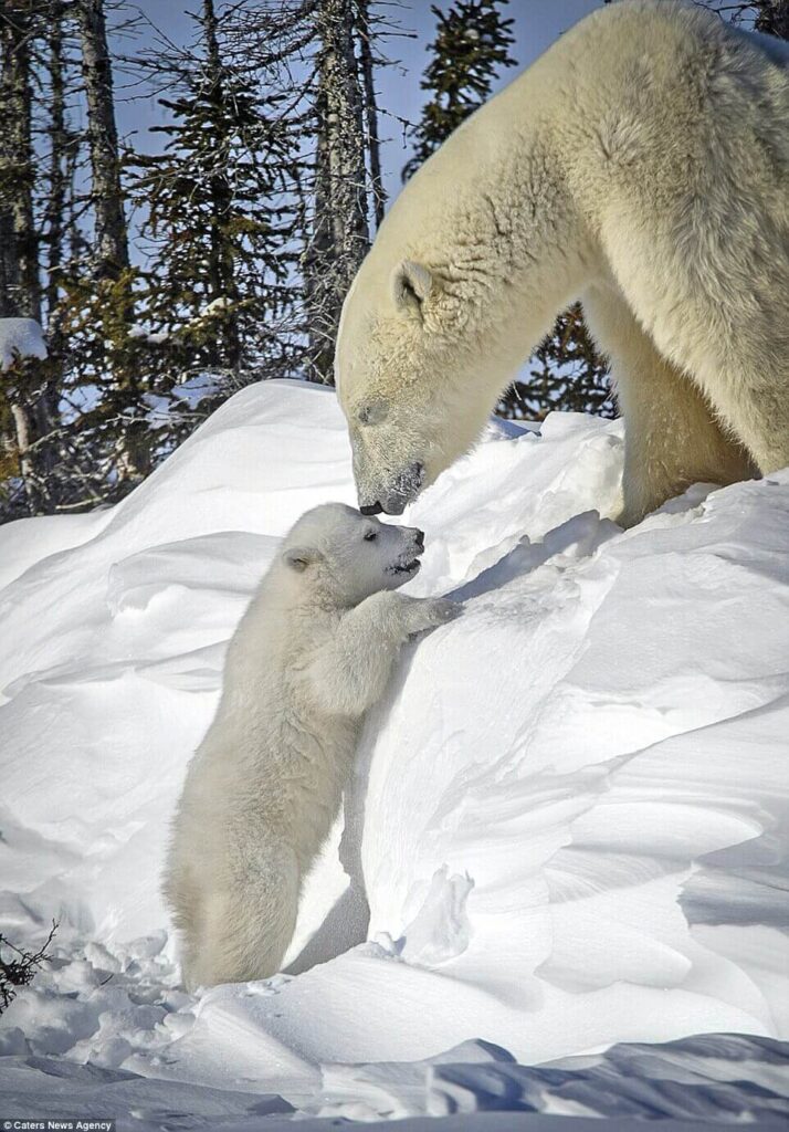 baby-polar-bear-with-mom