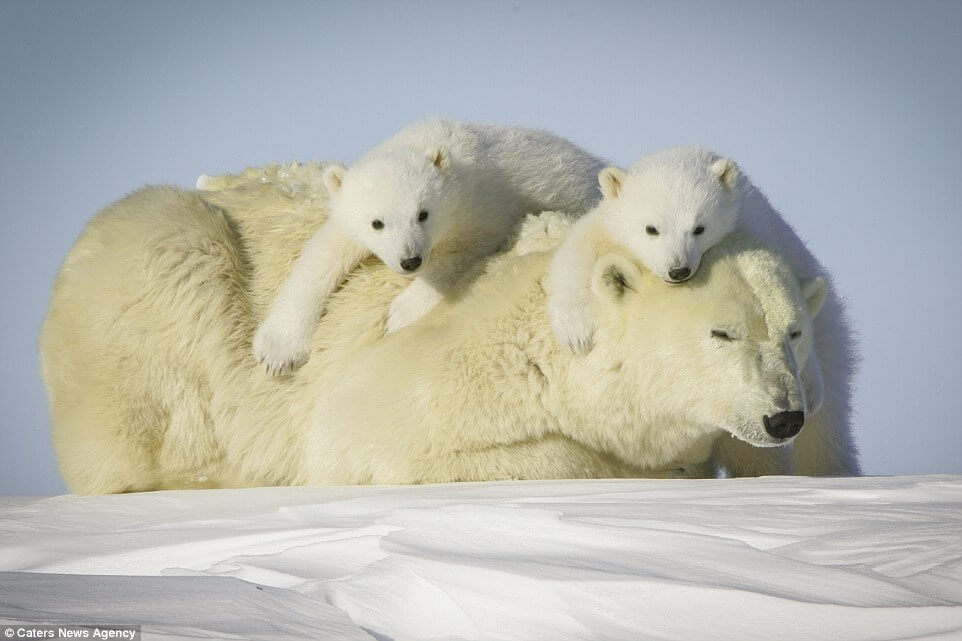 baby-polar-bear-with-mom
