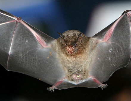 bat-short-tailed