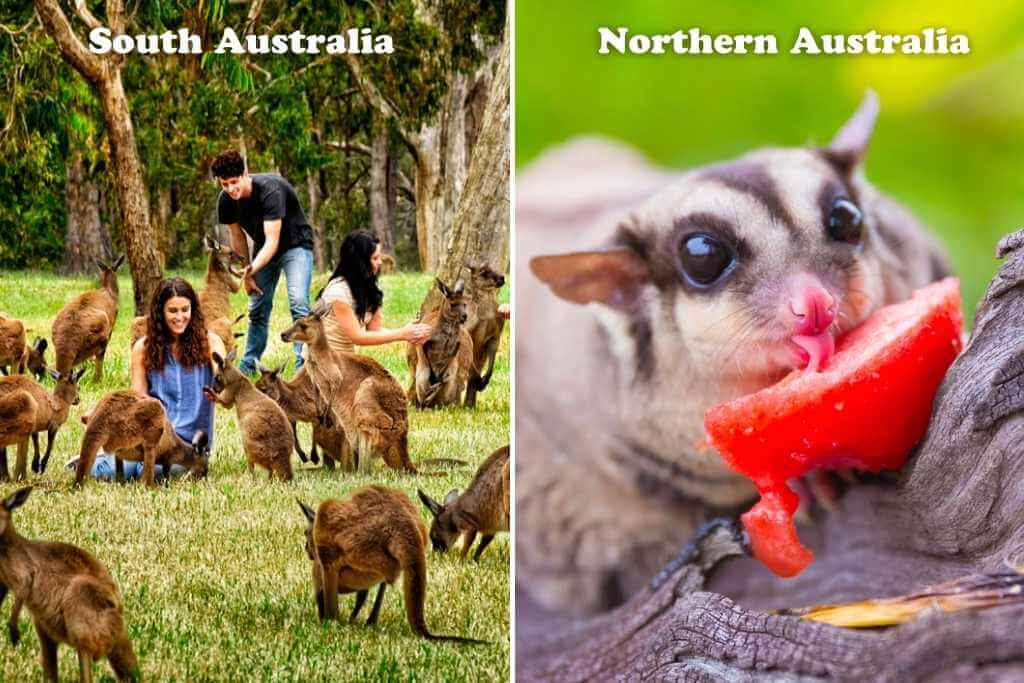 Wildlife-in-south-northern-australia