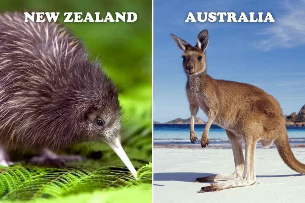 kangaroo-kiwi-bird