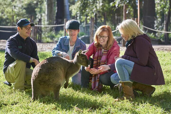 Healesville-Sanctuary-things-to-do-in-Yarra-Valley