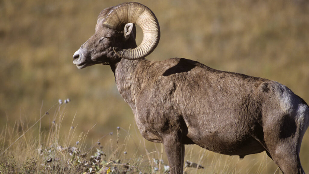 Bighorn-Sheep-mountain-sheep