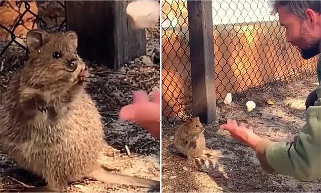 quokka-absolutely-captivated-by-Aussie-juggler