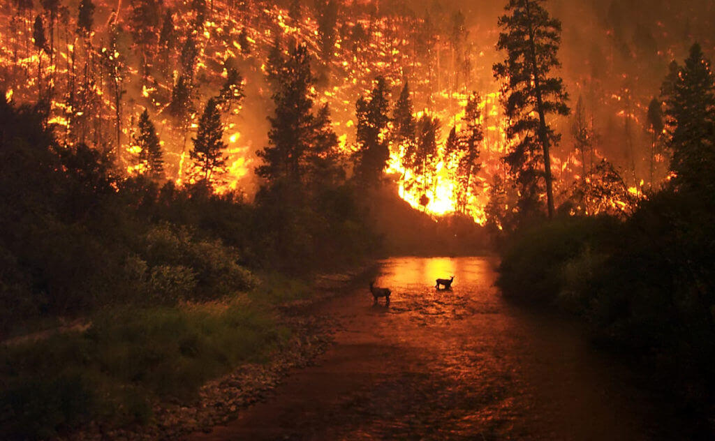 Wildfire-Effects-On-Animals