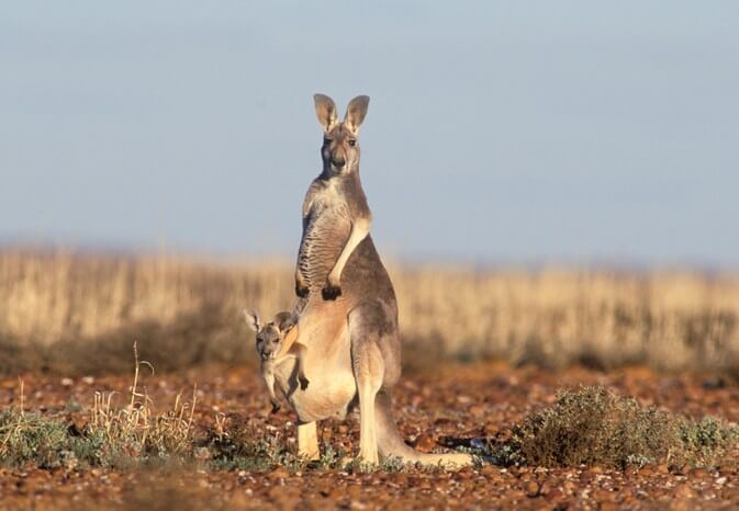 Kangaroo-female 