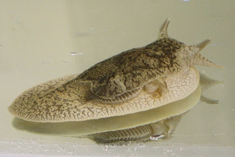 Grey-side-gilled-sea-slug