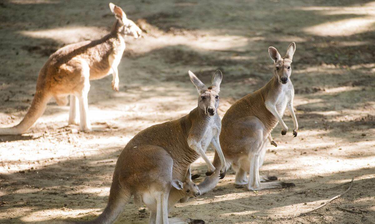 Kangaroo-attacks-and-kills-a-man-in-Australia-for-the-first-time