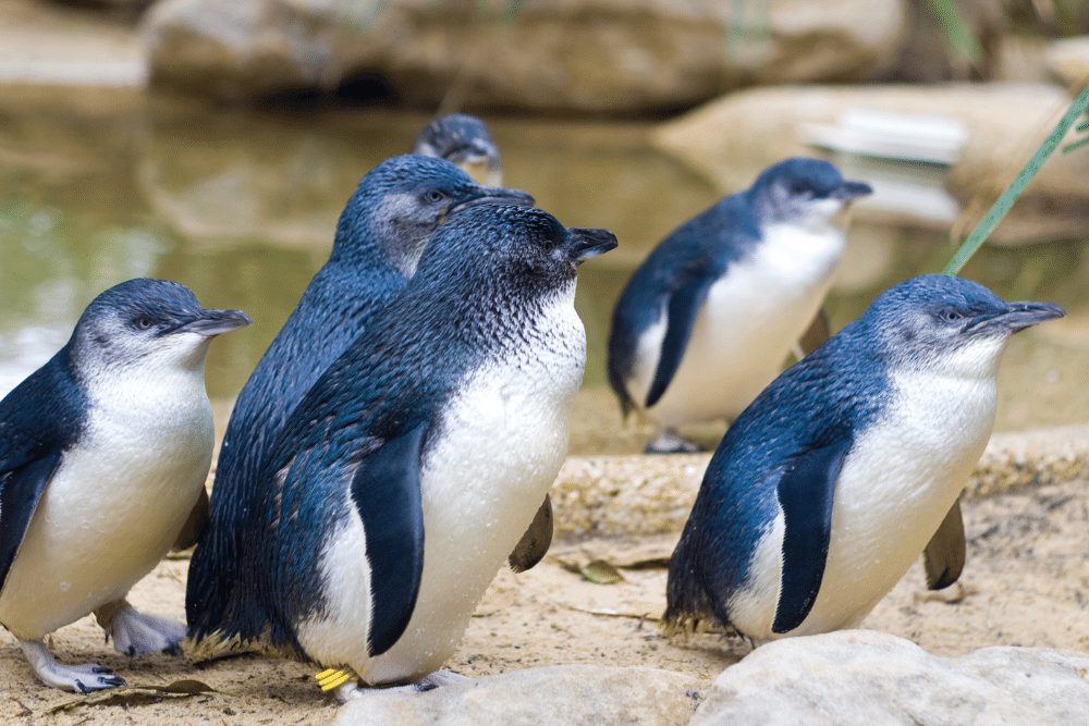 Little-Blue-Penguin