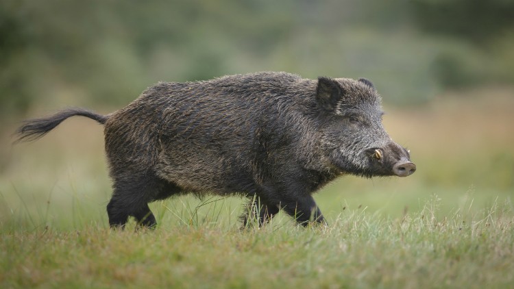 Toxic-wild-boar-dangerous-animal-in-nz