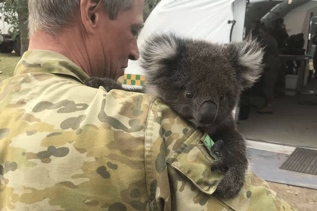 Koala-Saved-From-Wildfires-Wont-Stop Snuggling-His-Rescuers