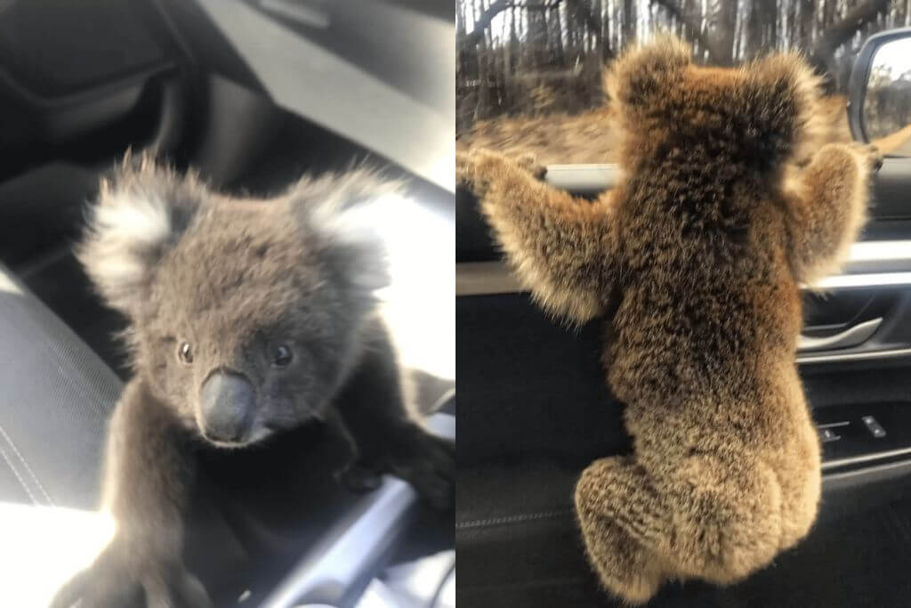 Bill-Blair-koala