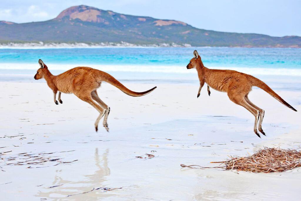 Kangaroo-hop