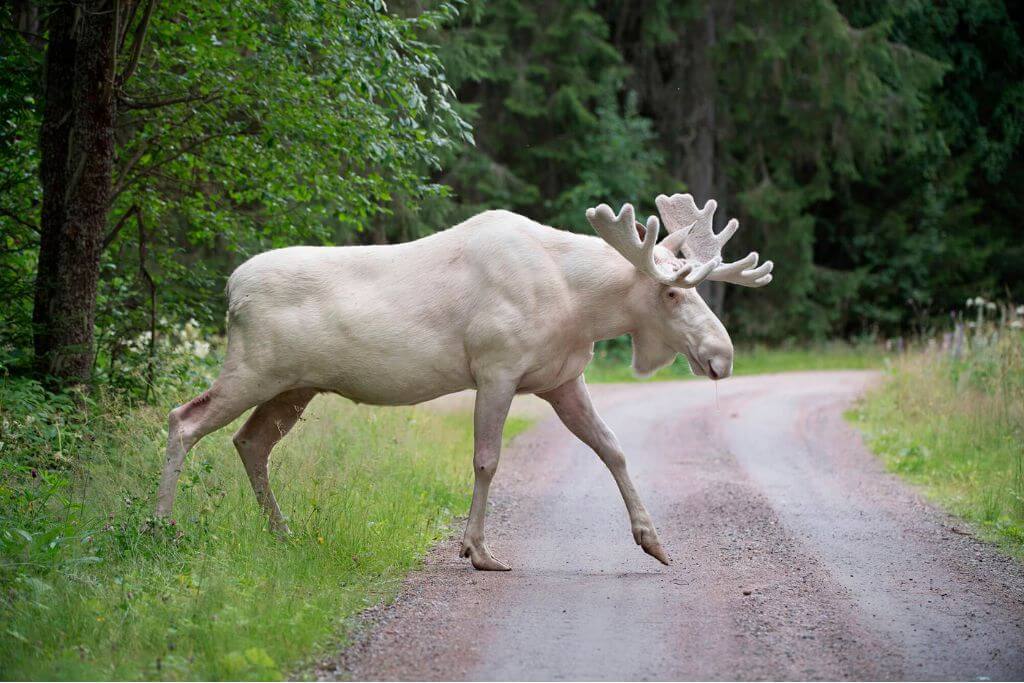 white-moose-Ontario