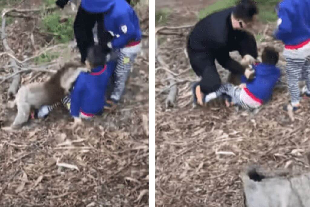 angry-koala-attack-child