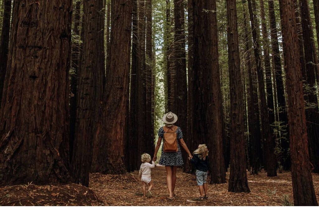 Redwood-Forest-Victoria