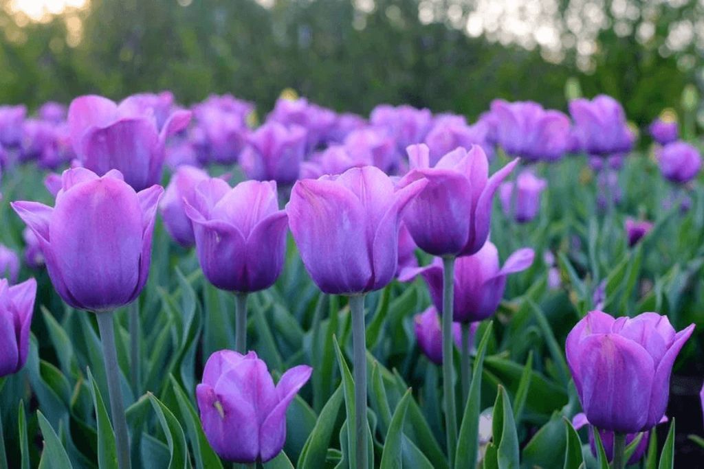 tips-planting-tulip-after-bloom